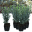 Set of 3 or 6 Large Plants - Euonymus Microphyllus Albovariegatus, Peat-Free & Garden-Ready