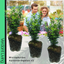 Large Leaf Euonymus Plants