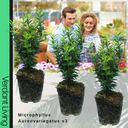 Leaf Euonymus Plants