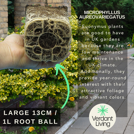 Hand holding a bare root ball in front of a gold and green variegated euonymus hedge, with overlaid care text