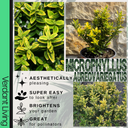 Leaf Euonymus Plants