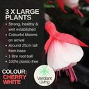 Fuchsia Diva Cherry and White Plant