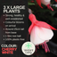 Fuchsia Diva Cherry and White