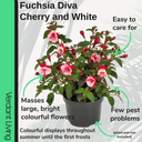 Fuchsia Diva Cherry and White Plant