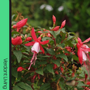 Fuchsia Diva Cherry and White Plant