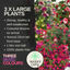 Fuchsia Diva Random Colour Mix