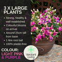 Fuchsia Diva Light Pink and Purple Plant