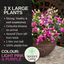 Fuchsia Diva Light Pink and Purple