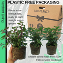 Fuchsia Diva Light Pink and Purple Plant