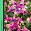 Fuchsia Diva Light Pink and Purple