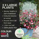Fuchsia Diva Red and White Plant