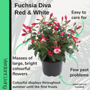 Fuchsia Diva Red and White Plant