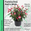 Fuchsia Diva Red and White