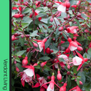 Fuchsia Diva Red and White Plant