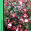 Fuchsia Diva Red and White