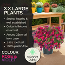 Fuchsia Diva Rose and Violet Plant
