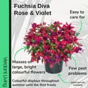 Fuchsia Diva Rose and Violet Plant