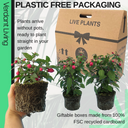 Fuchsia Diva Rose and Violet Plant