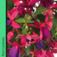 Fuchsia Diva Rose and Violet