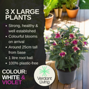 Fuchsia Diva White and Violet Plant