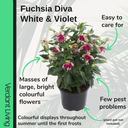 Fuchsia Diva White and Violet Plant