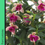 Fuchsia Diva White and Violet
