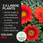 Gazania Kiss Red