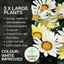 Gazania Kiss White Improved