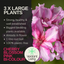 Geranium Cherry Blossom Corriente Pink Bicolour
