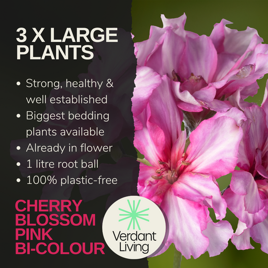 Care information card for 'Cherry Blossom', ruffled pink and white bicolour pelargonium flowers
