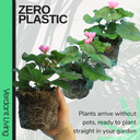 Geranium Cherry Blossom Corriente Pink Bicolour Plant