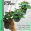 Geranium Cherry Blossom Corriente Pink Bicolour