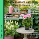 Geranium Cherry Blossom Corriente Pink Bicolour Plant
