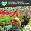 Geranium Cherry Blossom Corriente Pink Bicolour