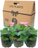 Geranium Cherry Blossom Corriente Pink Bicolour Plant