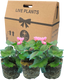 Geranium Cherry Blossom Corriente Pink Bicolour