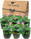 Geranium Cherry Blossom Corriente Pink Bicolour Plant