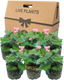 Geranium Cherry Blossom Corriente Pink Bicolour