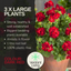 Geranium Calliope M Dark Red