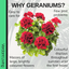 Geranium Calliope M Dark Red