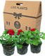 Geranium Calliope M Dark Red