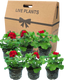 Geranium Calliope M Dark Red