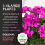 Pelargonium Toscana Dolce Vita Evi Blue