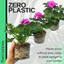 Pelargonium Toscana Dolce Vita Evi Blue