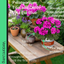 Pelargonium Toscana Dolce Vita Evi Blue