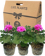 Pelargonium Toscana Dolce Vita Evi Blue