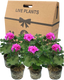 Pelargonium Toscana Dolce Vita Evi Blue