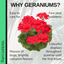 Geranium Calliope Landscape Fire