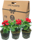 Geranium Calliope Landscape Fire
