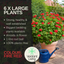 Geranium Calliope Landscape Fire
